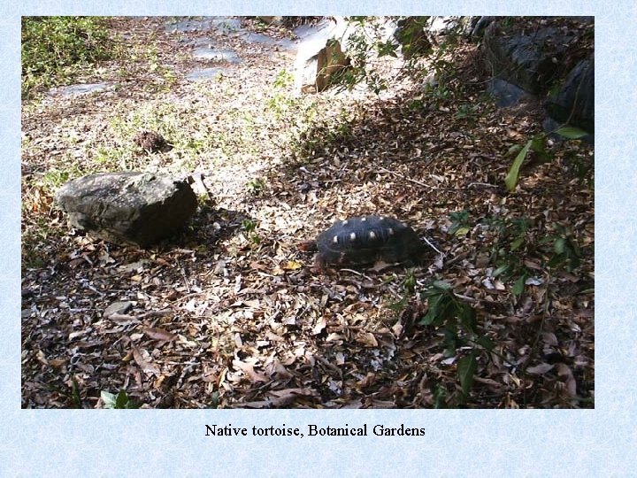 Native tortoise, Botanical Gardens 