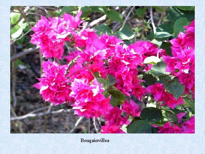 Bougainvillea 