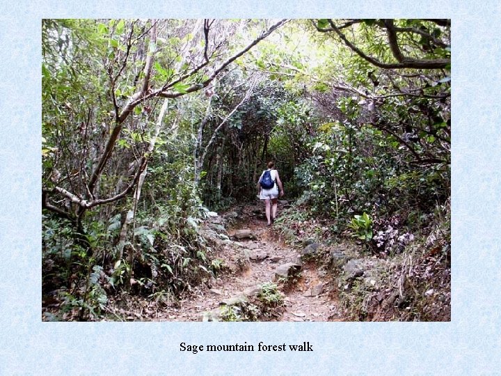 Sage mountain forest walk 