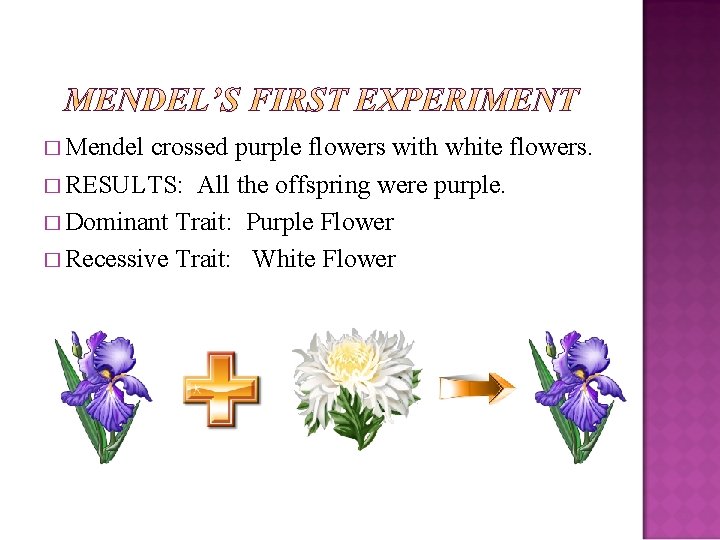 � Mendel crossed purple flowers with white flowers. � RESULTS: All the offspring were