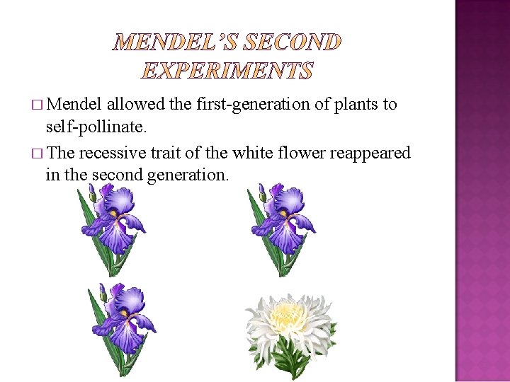� Mendel allowed the first-generation of plants to self-pollinate. � The recessive trait of