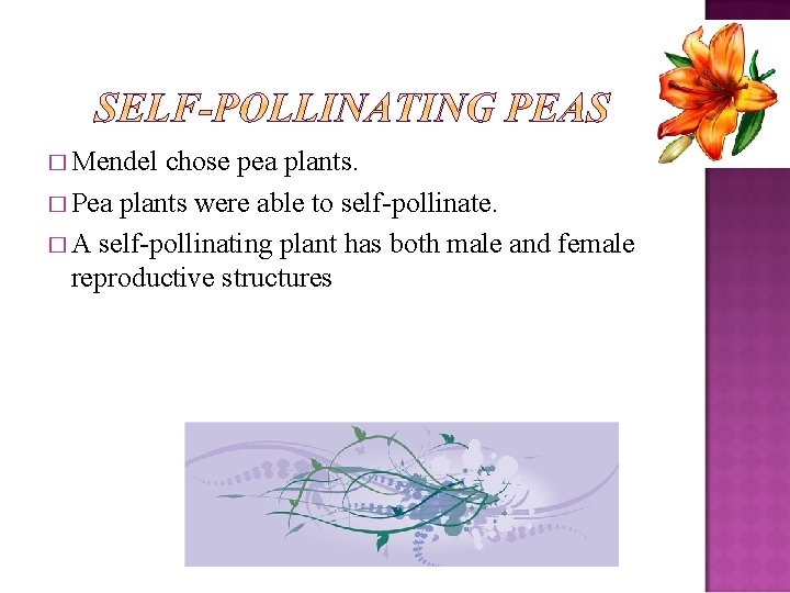 � Mendel chose pea plants. � Pea plants were able to self-pollinate. � A
