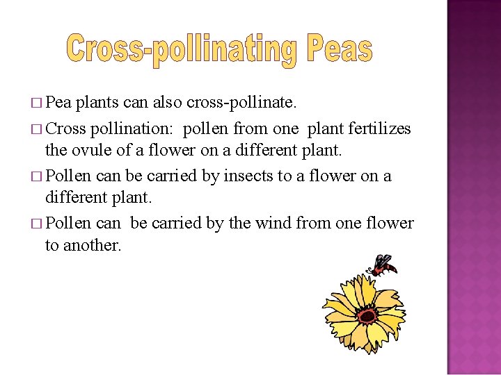 � Pea plants can also cross-pollinate. � Cross pollination: pollen from one plant fertilizes