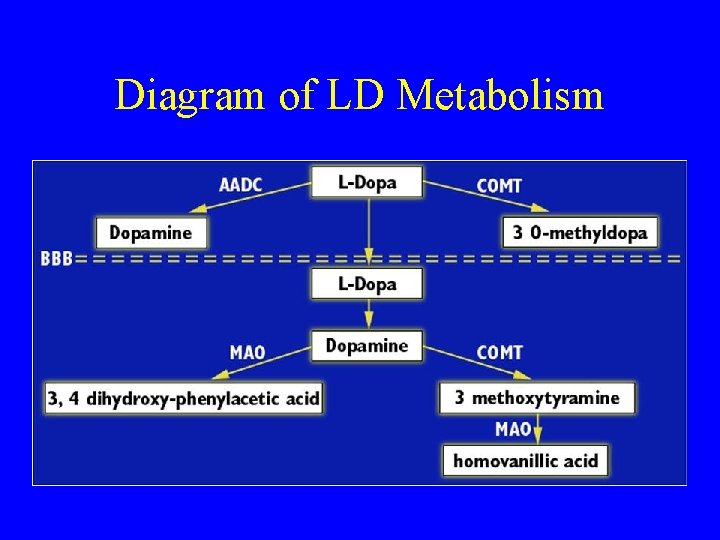 Diagram of LD Metabolism 