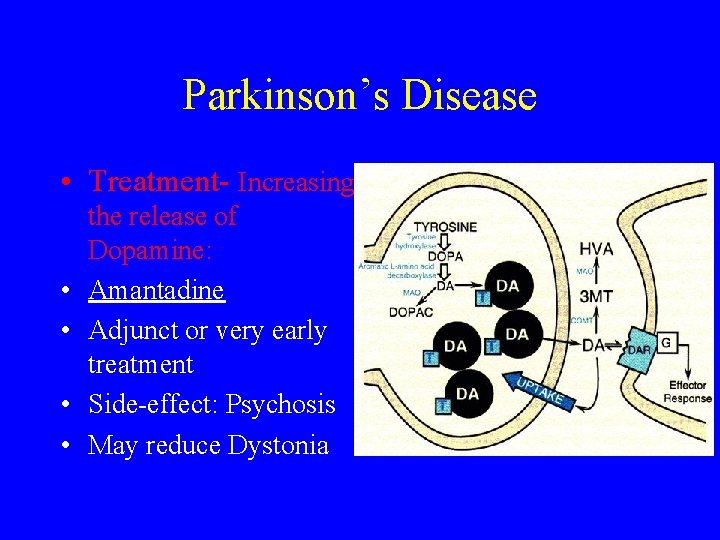Parkinson’s Disease • Treatment- Increasing • • the release of Dopamine: Amantadine Adjunct or