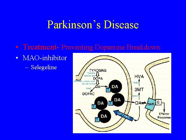 Parkinson’s Disease • Treatment- Preventing Dopamine Breakdown: • MAO-inhibitor – Selegeline 