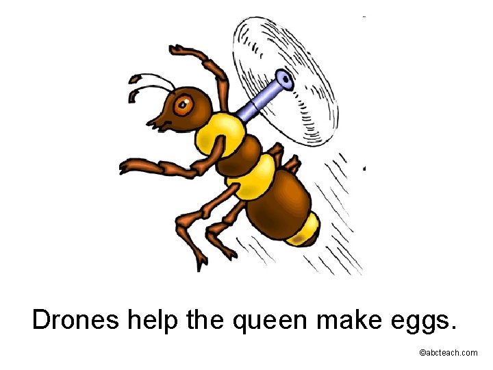 Drones help the queen make eggs. ©abcteach. com 