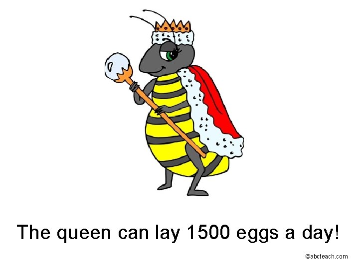 The queen can lay 1500 eggs a day! ©abcteach. com 