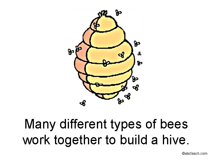 Many different types of bees work together to build a hive. ©abcteach. com 