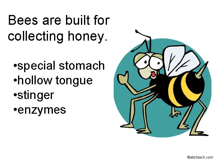 Bees are built for collecting honey. • special stomach • hollow tongue • stinger