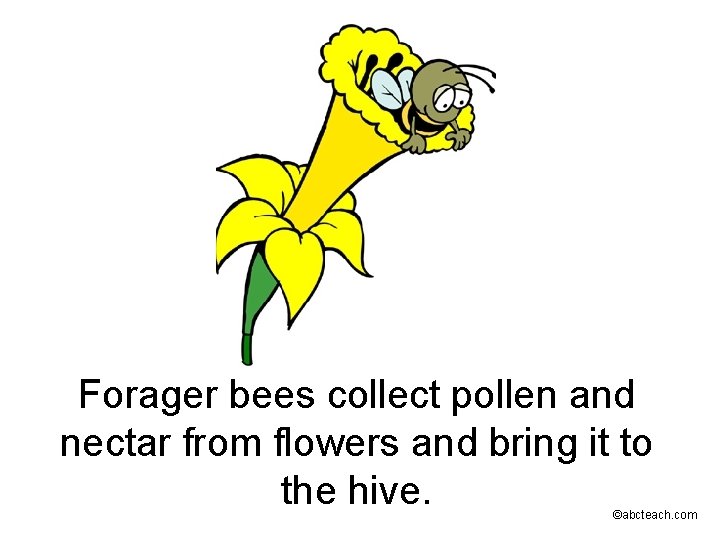 Forager bees collect pollen and nectar from flowers and bring it to the hive.