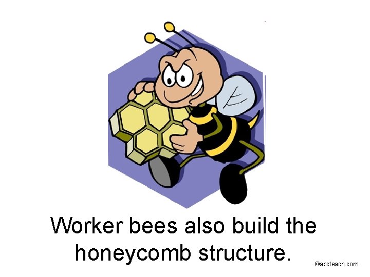 Worker bees also build the honeycomb structure. ©abcteach. com 