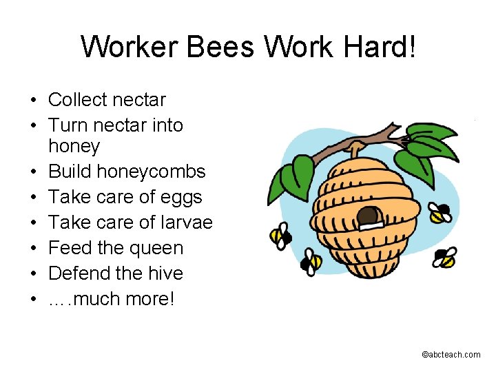 Worker Bees Work Hard! • Collect nectar • Turn nectar into honey • Build