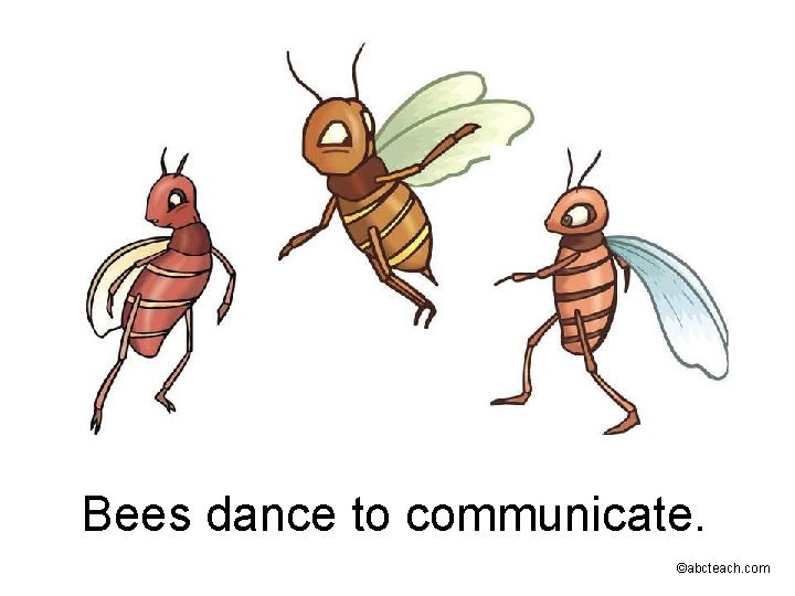 Bees dance to communicate. ©abcteach. com 