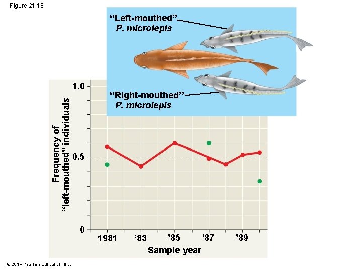 Figure 21. 18 “Left-mouthed” P. microlepis Frequency of “left-mouthed” individuals 1. 0 0. 5