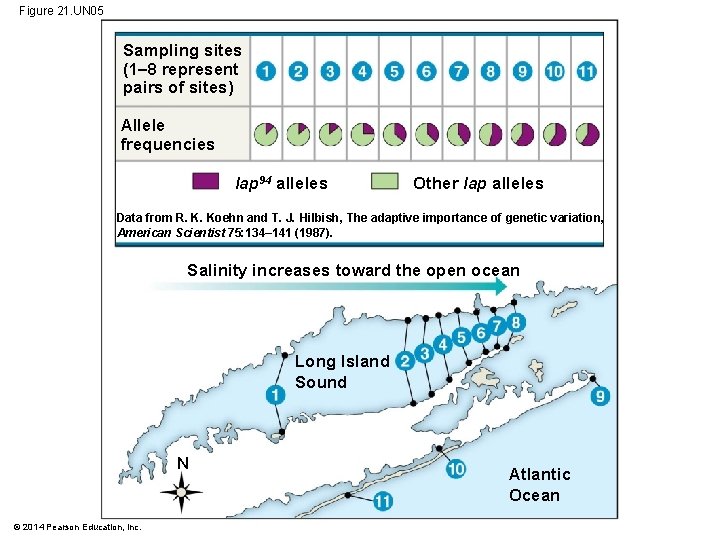 Figure 21. UN 05 Sampling sites (1– 8 represent pairs of sites) Allele frequencies