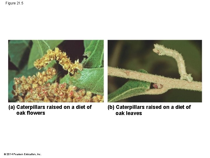 Figure 21. 5 (a) Caterpillars raised on a diet of oak flowers © 2014