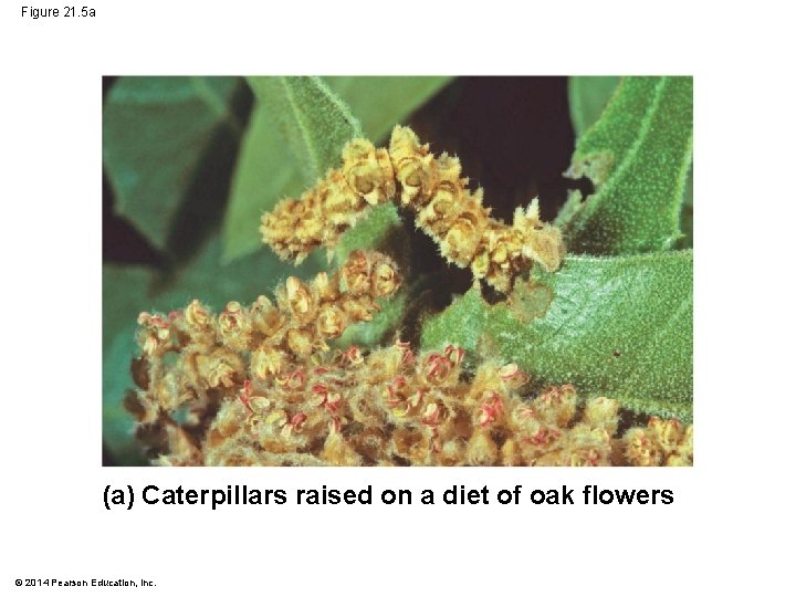 Figure 21. 5 a (a) Caterpillars raised on a diet of oak flowers ©