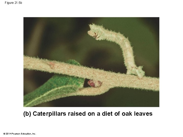 Figure 21. 5 b (b) Caterpillars raised on a diet of oak leaves ©