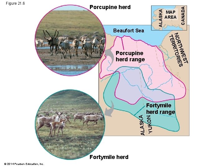 MAP AREA CANADA Porcupine herd ALASKA Figure 21. 6 Beaufort Sea EST THW IES