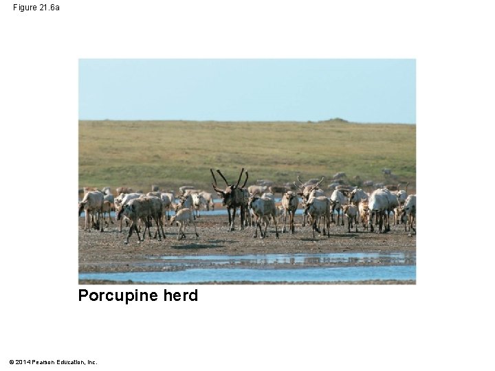 Figure 21. 6 a Porcupine herd © 2014 Pearson Education, Inc. 