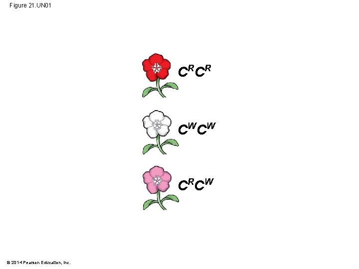 Figure 21. UN 01 C RC R CW CW C RC W © 2014