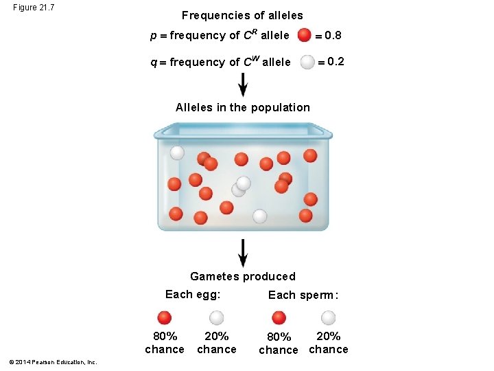 Figure 21. 7 Frequencies of alleles p frequency of CR allele 0. 8 q