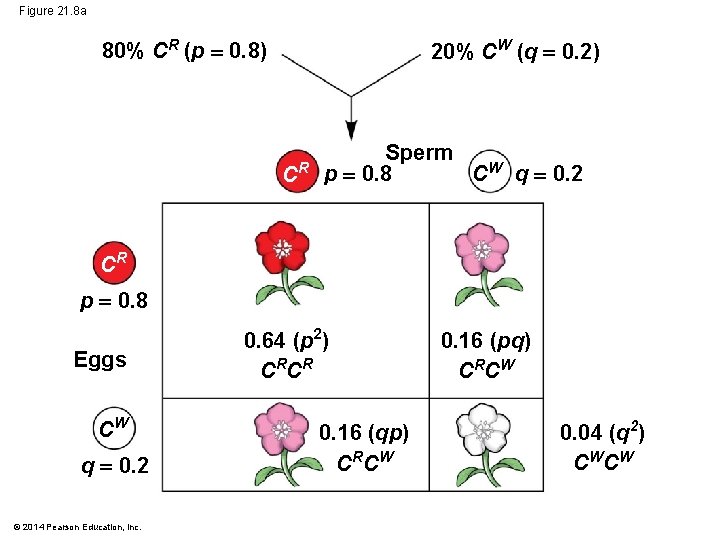 Figure 21. 8 a 80% CR (p 0. 8) 20% CW (q 0. 2)