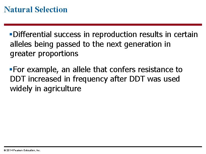 Natural Selection §Differential success in reproduction results in certain alleles being passed to the