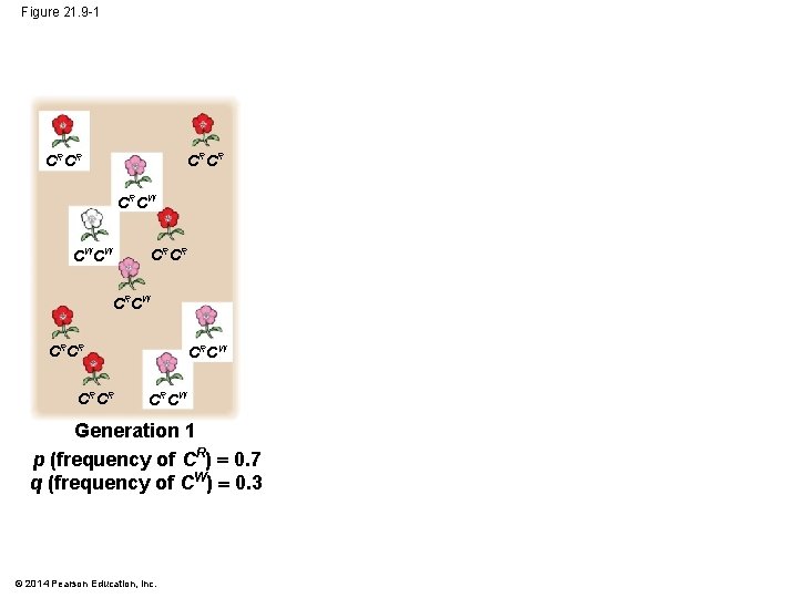 Figure 21. 9 -1 CRCR CRCW CW CW CRCR CRCW Generation 1 p (frequency