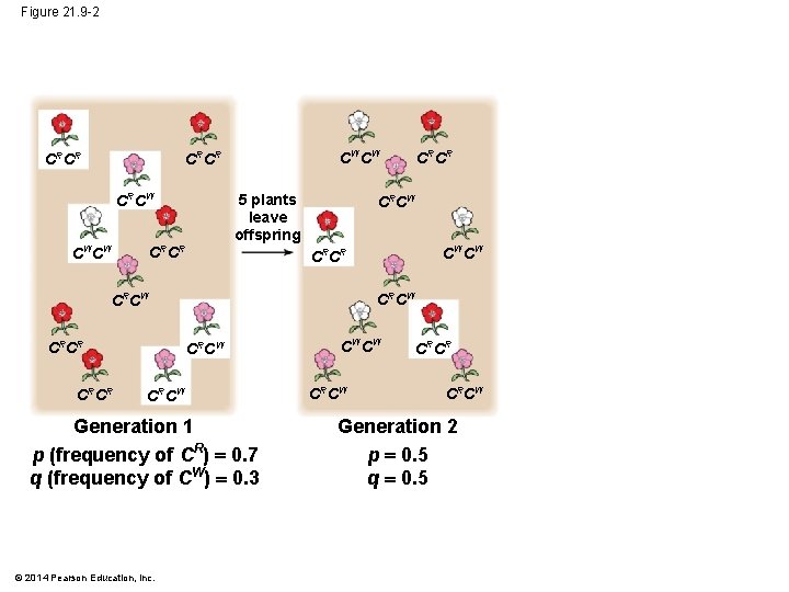 Figure 21. 9 -2 CW CW CRCR CRCW CW CW CRCR 5 plants leave