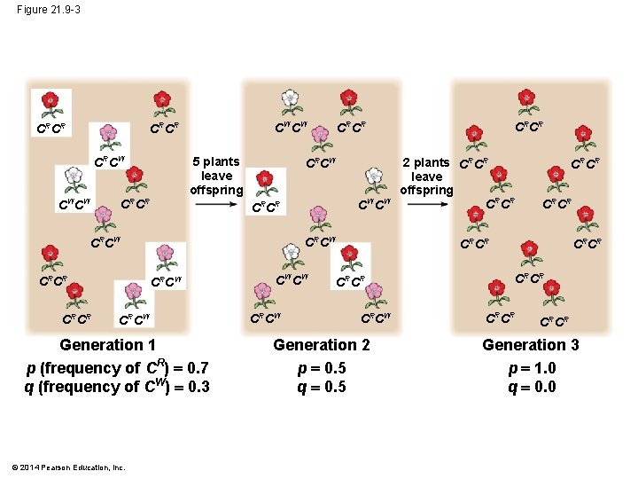 Figure 21. 9 -3 CW CW CRCR CRCW CW CW CRCR 5 plants leave
