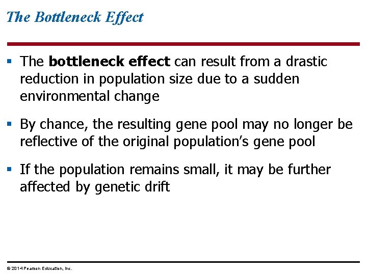 The Bottleneck Effect § The bottleneck effect can result from a drastic reduction in