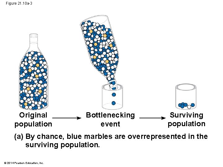 Figure 21. 10 a-3 Original population Bottlenecking event Surviving population (a) By chance, blue