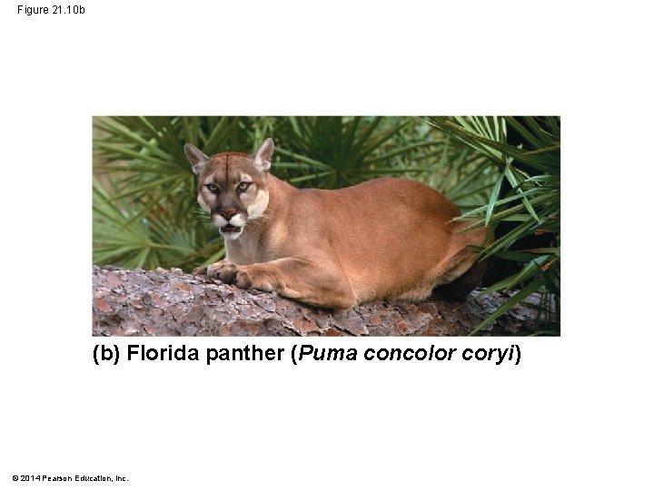 Figure 21. 10 b (b) Florida panther (Puma concolor coryi) © 2014 Pearson Education,