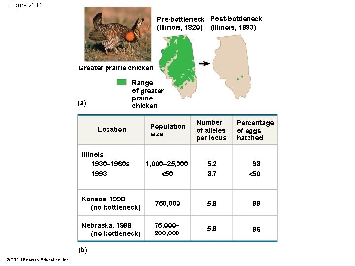 Figure 21. 11 Pre-bottleneck Post-bottleneck (Illinois, 1820) (Illinois, 1993) Greater prairie chicken Range of