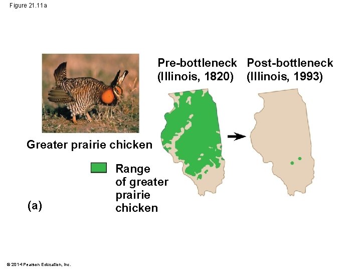 Figure 21. 11 a Pre-bottleneck Post-bottleneck (Illinois, 1820) (Illinois, 1993) Greater prairie chicken (a)