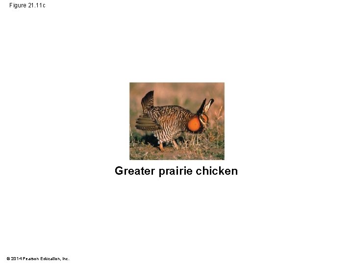 Figure 21. 11 c Greater prairie chicken © 2014 Pearson Education, Inc. 