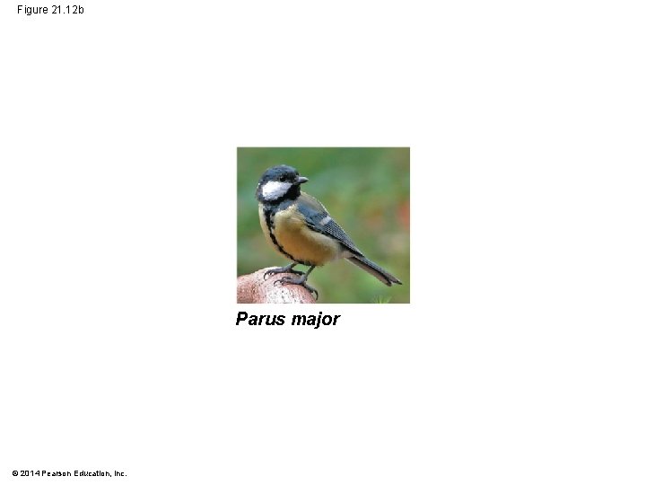 Figure 21. 12 b Parus major © 2014 Pearson Education, Inc. 