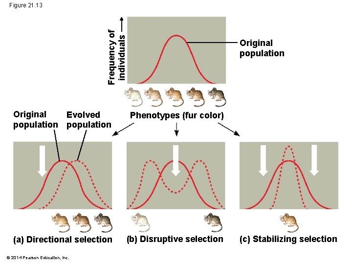 Frequency of individuals Figure 21. 13 Original population Original Evolved population Phenotypes (fur color)