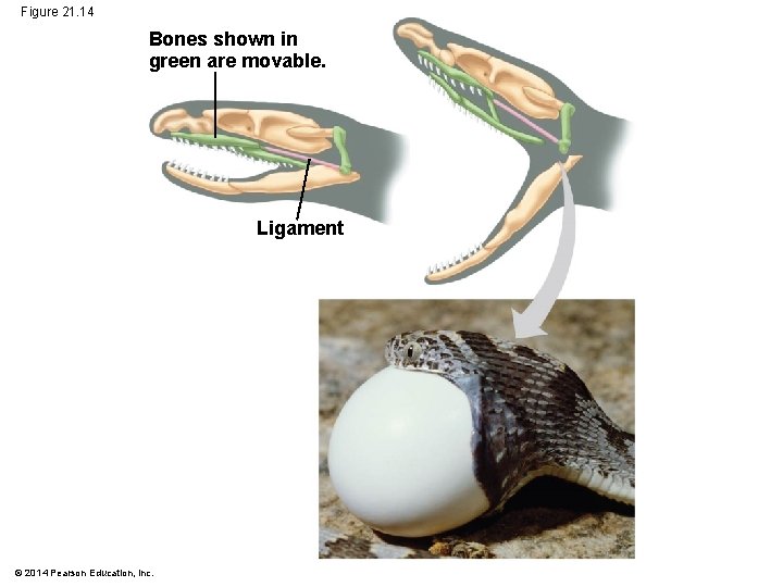 Figure 21. 14 Bones shown in green are movable. Ligament © 2014 Pearson Education,