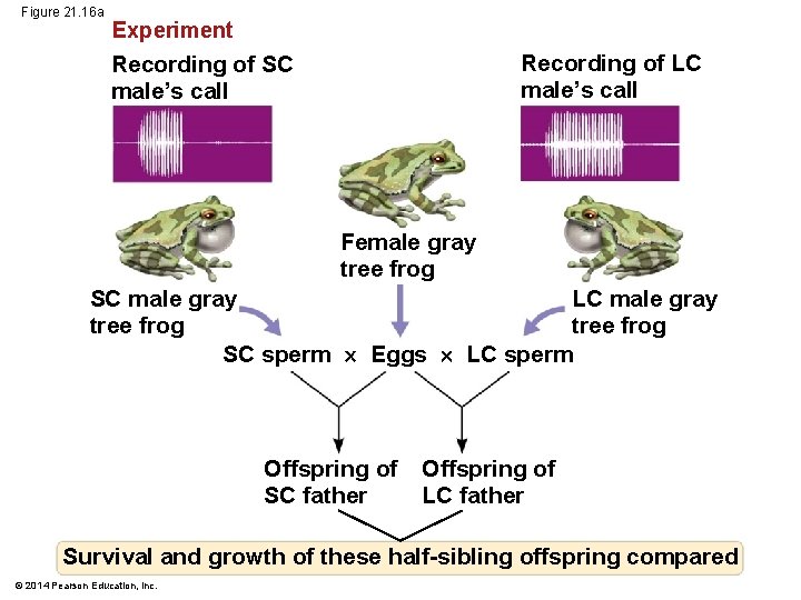 Figure 21. 16 a Experiment Recording of LC male’s call Recording of SC male’s