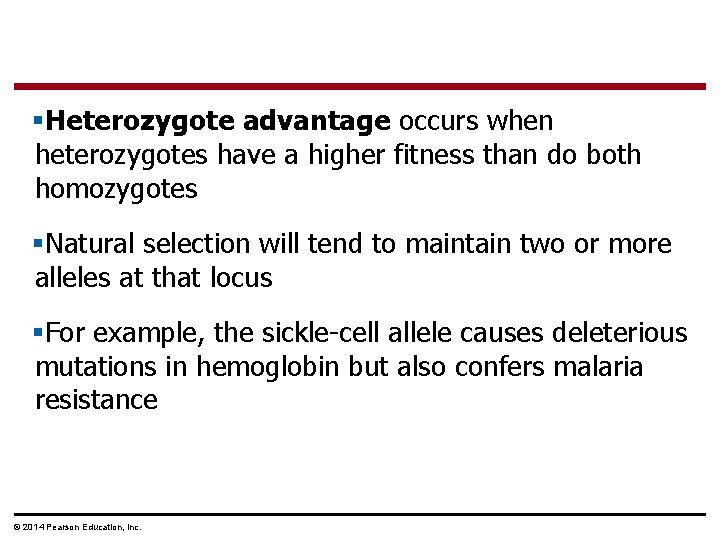 §Heterozygote advantage occurs when heterozygotes have a higher fitness than do both homozygotes §Natural