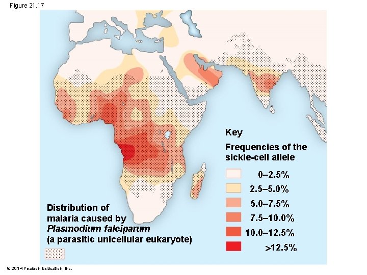 Figure 21. 17 Key Frequencies of the sickle-cell allele 0– 2. 5% 2. 5–