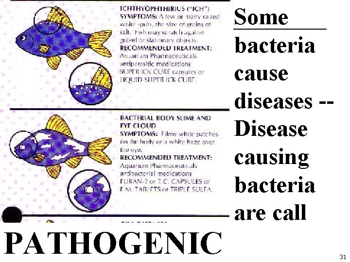 Some bacteria cause diseases -Disease causing bacteria are call PATHOGENIC 31 