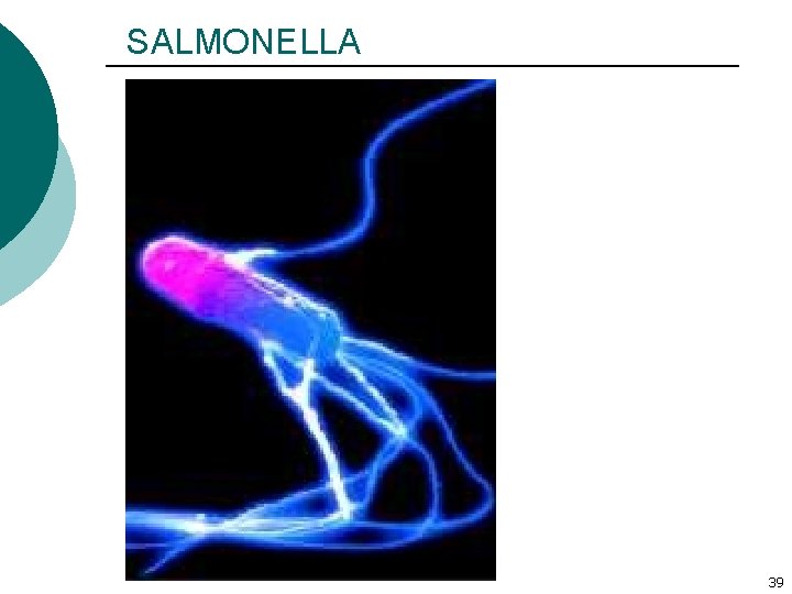 SALMONELLA 39 SALMONELLA 39