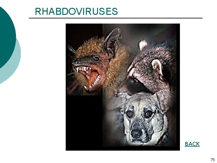 RHABDOVIRUSES BACK 75 