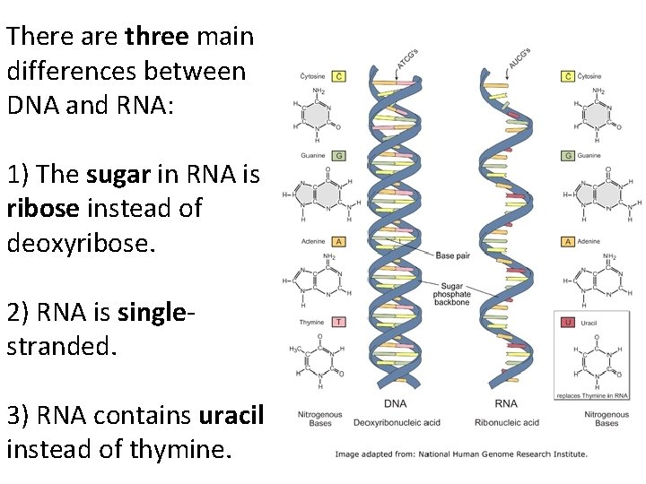 There are three main differences between DNA and RNA: 1) The sugar in RNA