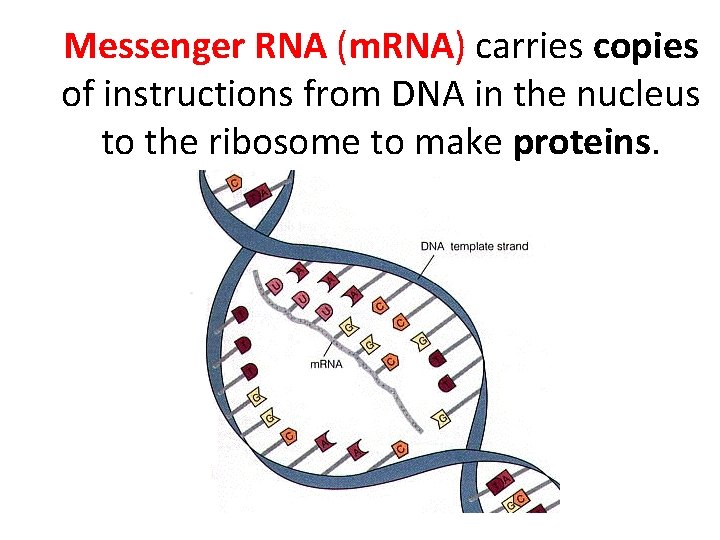 Messenger RNA (m. RNA) carries copies of instructions from DNA in the nucleus to