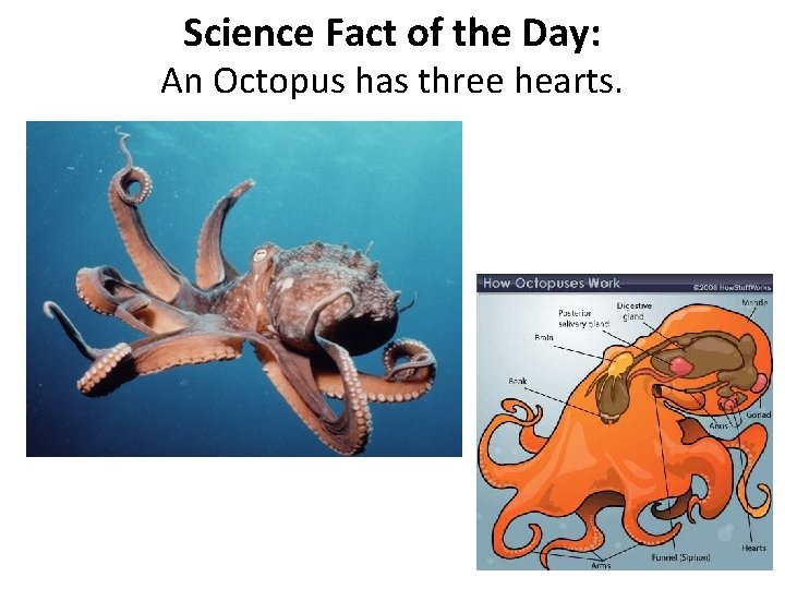 Science Fact of the Day: An Octopus has three hearts. 